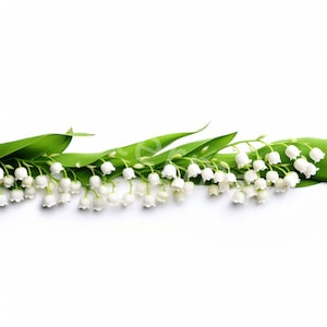 Maiglöckchen Blumen Border Clipart, 12 JPG, Digital Download, Digitales Papier Handwerk, Rahmen, Kartenherstellung, Wand Clipart, Digitaler Planer