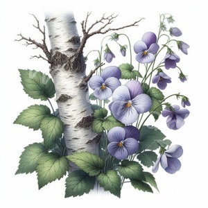 Brzoza clipart, 12 jpg, pobieranie cyfrowe, kwiaty fiołki clipart, cyfrowe rzemiosło papierowe, tworzenie kartek clipart, tworzenie zaproszeń, dziennik śmieci