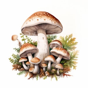Clipart champignons, 12 jpg, téléchargement numérique, graphiques champignon vénéneux, clipart scrapbooking, clipart journal indésirable, créations numériques en papier, usage commercial