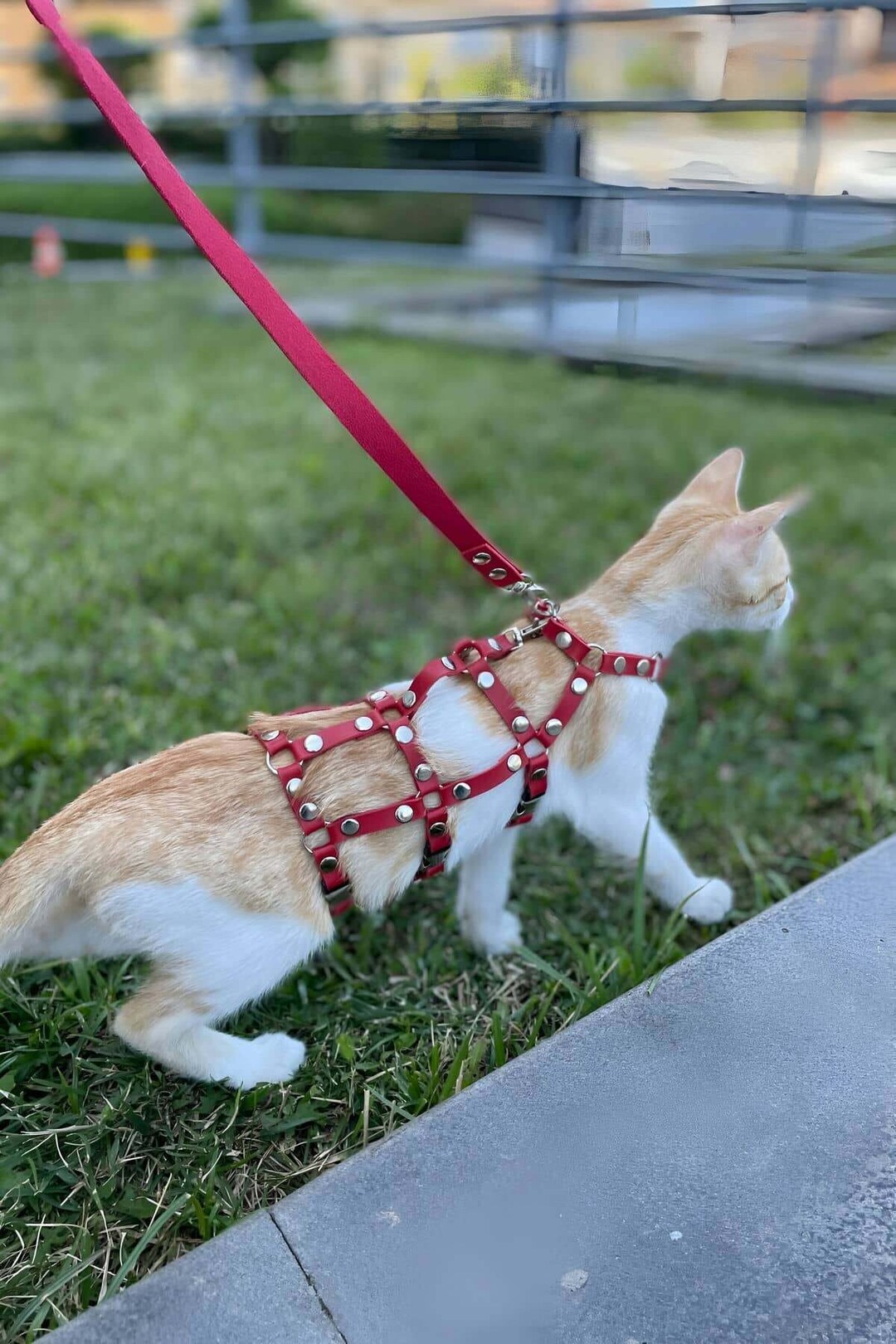 Adjustable Cat Harness escape Proof, Leather Cat Collar, Pet Harness