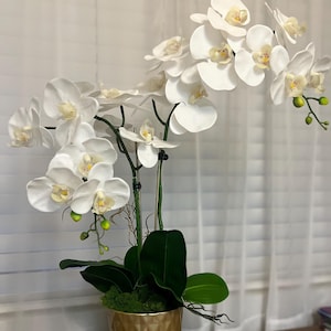 以下が含まれることがあります： 白い花と黄色の中心、緑のつぼみのある鉢植えの蘭の配置。植物は、ベースに緑の苔が付いた、金色のテクスチャード加工のポットに入っています。背景には白いカーテンと木製の表面が含まれています。