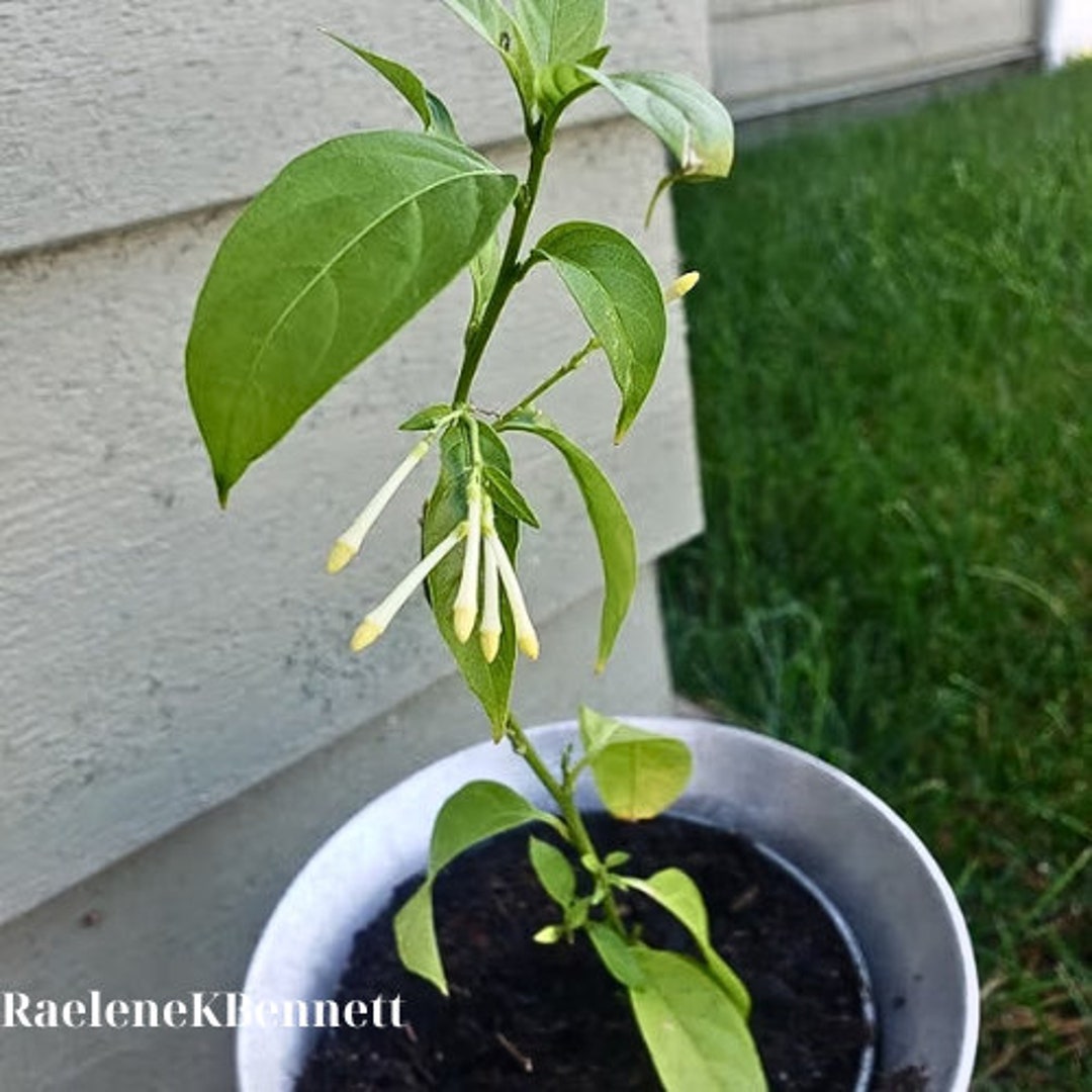 Night Blooming Jasmine Live Plant 14 Inch Organic and Etsy