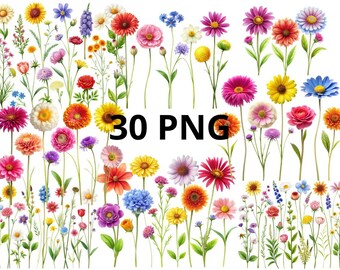 Clipart di fiori selvatici: 30 illustrazioni floreali PNG (download digitale)