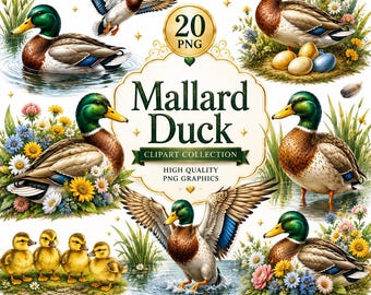 Mallard Duck Clipart | Commercial Use | Digital Download  20 PNG