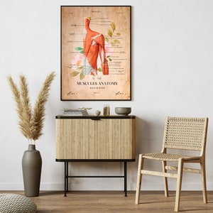 Vintage Poster Set 5 Muscular human Wall art Human Body Musculature System Printable Gift Wall decor