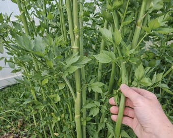 Lovage- Potted root divisions from established plant. 2+ growth points.