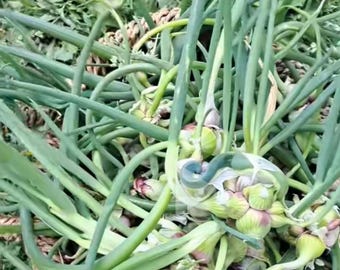 15 Egyptian Walking Onion Bulbils (Topsets) – Perennial Onion Sets – Hardy Multiplying Onion – Easy to Grow