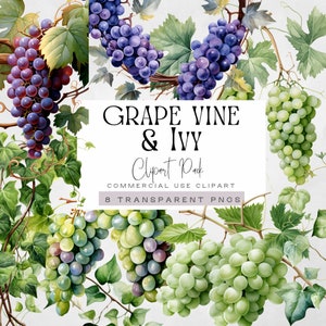 Grapevine clipart, wijnstok graphics, paarse en groene druiven illustraties, klimopbladeren, wijn png, wijngaard illustraties, aquarel blad,