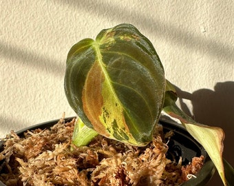 VARIEGATED PHILODENDRON MELANOCHRYSUM