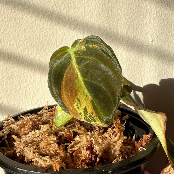 VARIEGATED PHILODENDRON MELANOCHRYSUM