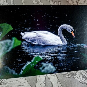 Der Schwan - A5 Fotodruck, Große Postkarte, Wanddekoration