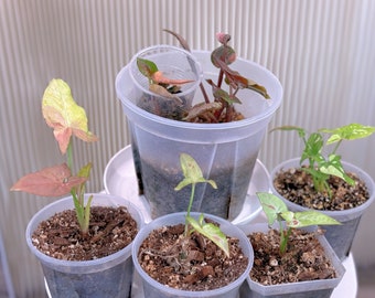 Sale! fully rooted Syngonium red spot tricolor/ Pink salmon/strawberry ice