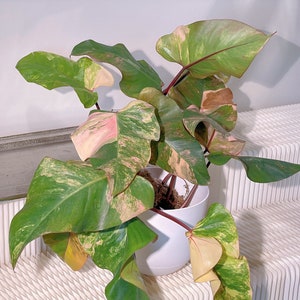 US seller Variegated Philodendron Strawberry Shake Top/ Mid Cuttings Large/X large size Rare plant Mar-14 restocked