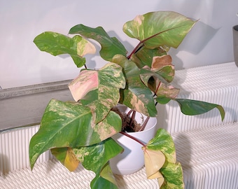 US seller Variegated Philodendron Strawberry Shake Top/ Mid Cuttings Large/X large size Rare plant