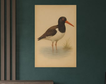 American Oystercatcher Poster | Vintage Shorebird Watercolor Print | Natural History Coastal Bird Art | Beach Decor | ShoreBird Art