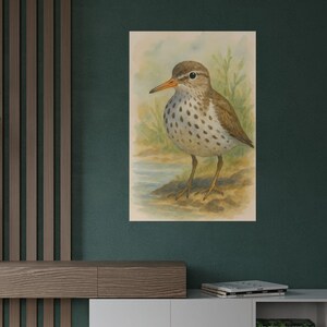 Spotted Sandpiper Poster | Watercolor Bird Art Print | Bird Poster Prints Framed | Nature Wall Decor for Birdwatchers & Wildlife Lovers