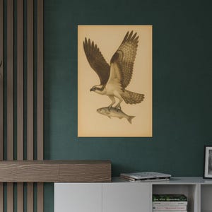 Póster de águila pescadora en vuelo / Impresión vintage de acuarela de rapaz / Arte mural de aves rapaces de historia natural / Arte de águila pescadora / Póster de aves / Arte mural de aves