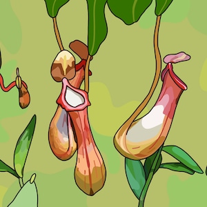Nepenthe Pitcher Plant Digital Download