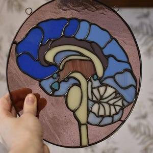 Pre Order Stained Glass Anatomical Brain Cross Section