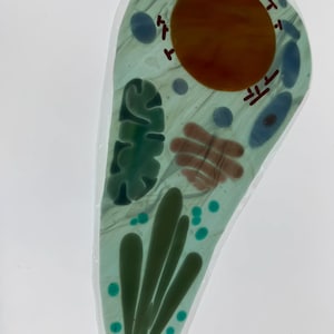 May include: A stained glass depiction of a cell, featuring a central orange nucleus and various organelles in shades of green, blue, and red. The cell is outlined in a light blue hue, with a white background.