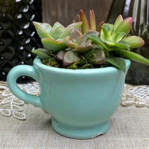 May include: A small, light blue ceramic teacup planter filled with a variety of succulents. The succulents have green, pink, and red leaves. The teacup has a handle and sits on a neutral-colored surface. Decorative glass bottles are in the background.