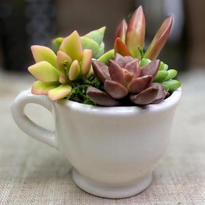May include: A small white teacup filled with a variety of succulents. The succulents have green, pink, and reddish-brown leaves. The teacup has a handle and sits on a neutral-colored surface.