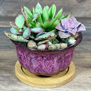 May include: A potted succulent arrangement featuring a variety of green and purple plants. The plants are in a deep purple ceramic pot with a textured design, resting on a round bamboo saucer. Small pebbles are scattered around the plants.
