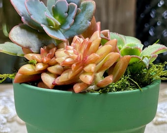 Mini Live Rooted Succulent Gardens in Dark Green Terra Cotta Indoor Planter