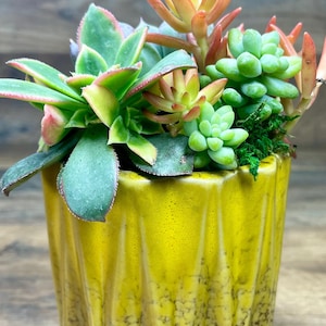 Succulent Garden in Yellow Gradient Pot