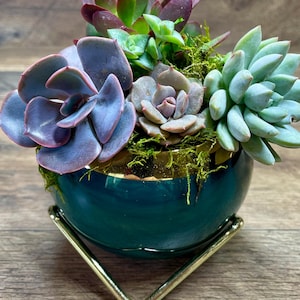 May include: A teal ceramic planter with a gold rim, holding a variety of succulents. The planter is on a gold metal stand.