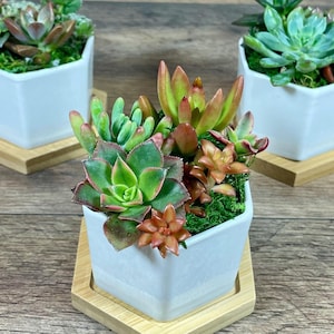 May include: Three small succulent plants in white square pots with wooden trays. The succulents have green, red, and orange leaves. The pots sit on a wooden surface.
