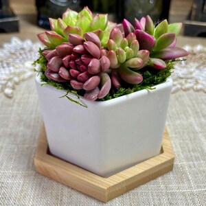 May include: A white hexagonal ceramic planter with a wooden hexagonal base, filled with green moss and a variety of succulents, including pink and green varieties.