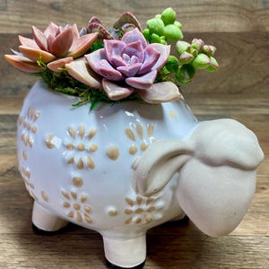 White Ceramic Lamb Indoor Planter with Live Pastel Colors Succulent Roses