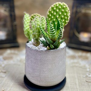 Speckled Gray Tall Round Ceramic Indoor Planter with Live Cactus Arrangement