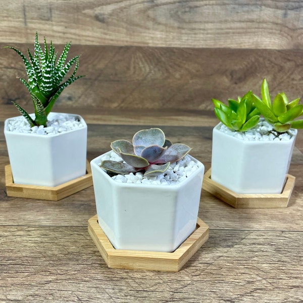 Succulents in White Ceramic Pots with Bamboo Tray
