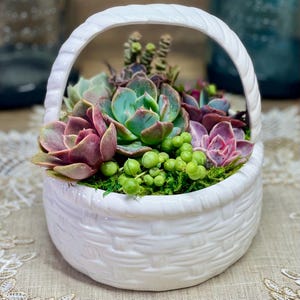 May include: A white ceramic basket with a woven design, filled with a variety of succulents and green plants. The basket has a handle and is a charming decorative piece.