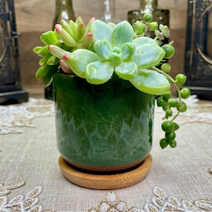 May include: A small, green ceramic pot with a succulent plant. The pot sits on a round, wooden coaster. The succulent has light green leaves with red tips. A trailing plant with small, green, bead-like leaves hangs down.