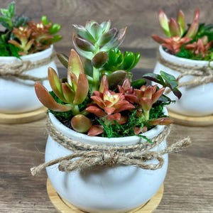 grow lights for plants indoors LED Plant Light  Full Spectrum Grow Light for Indoor Plants  Urbane Eight  Inc
