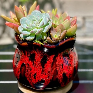 May include: A small, round ceramic pot with a vibrant red and black glaze, filled with a variety of succulents. The succulents display shades of green, red, and yellow. The pot sits on a light-colored wooden base, perfect for home decor.