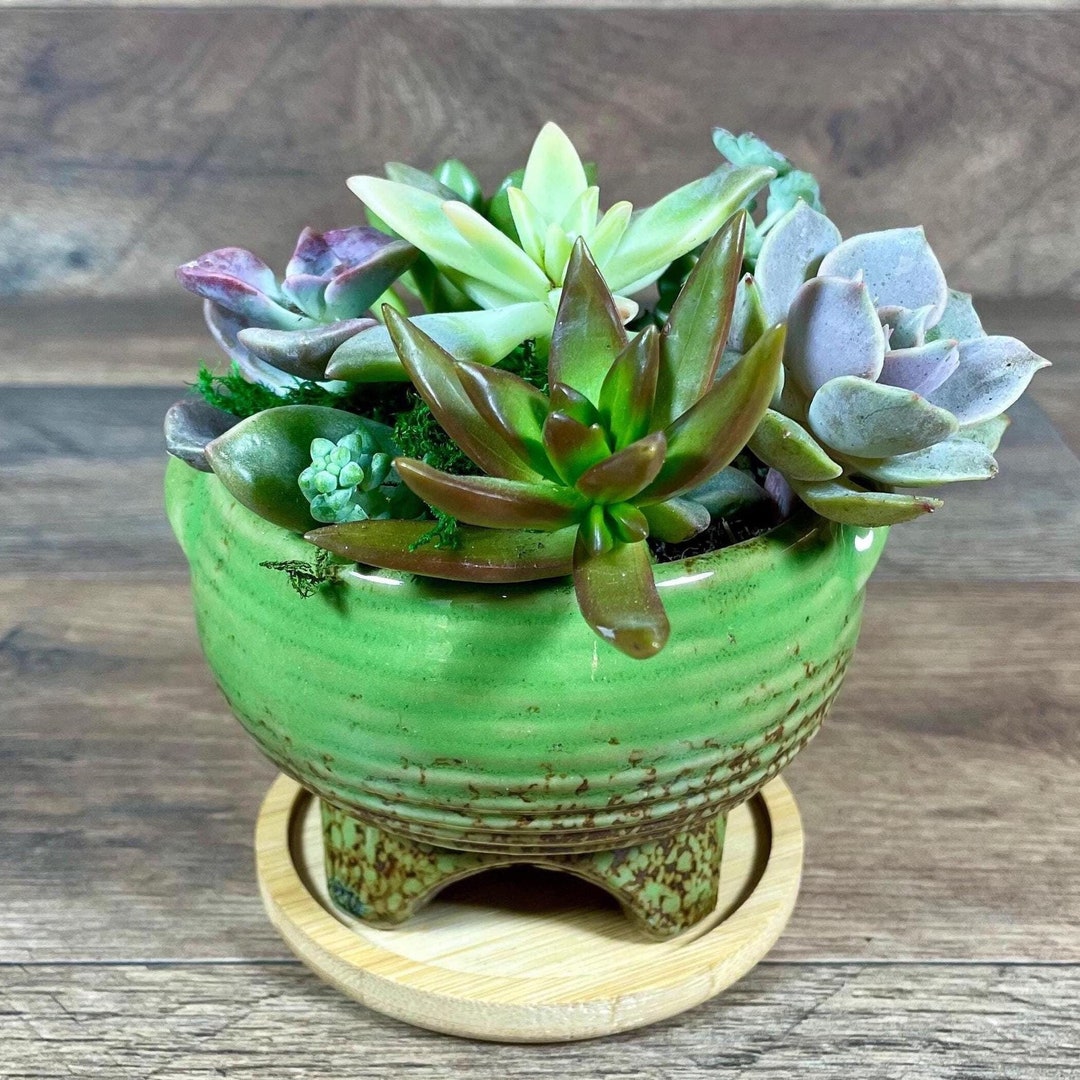 Succulent Garden in Green Gradient Pot - Etsy