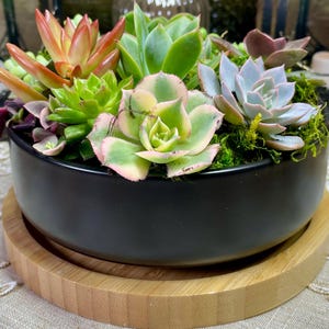 May include: A black ceramic planter filled with a variety of succulents. The succulents display shades of green, pink, and orange, and are set on a round wooden base. The planter is a decorative item for home or office.
