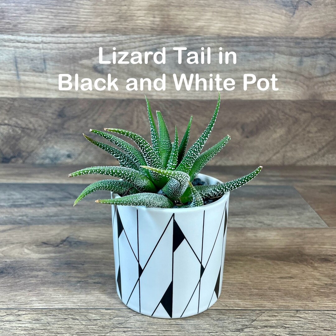 Lizard Tail in Black and White Pot Indoor Succulent - Etsy