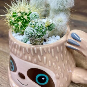 Sloth Coffee Cup/pot With Live Cactus Garden - Etsy