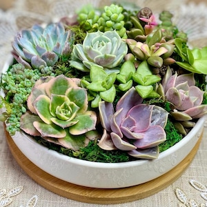 May include: A white ceramic bowl filled with a variety of succulents. The succulents display shades of green, purple, and pink, with a bed of green moss. The bowl sits on a round wooden base, creating a natural aesthetic.