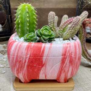 Red and White Marbled Design Rectangle Planter with Unique Four Live Cactus Arrangement