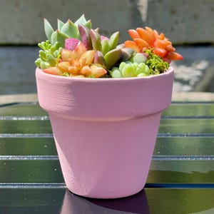 Mini Succulent Garden: Pink Terracotta Planter, Colorful Live Succulents
