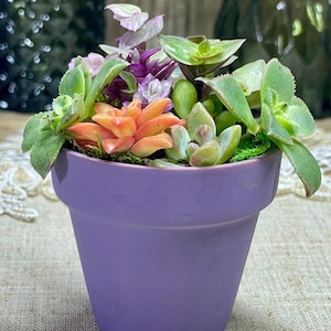 May include: A purple ceramic pot filled with a variety of succulents, including green, orange, and pink varieties.