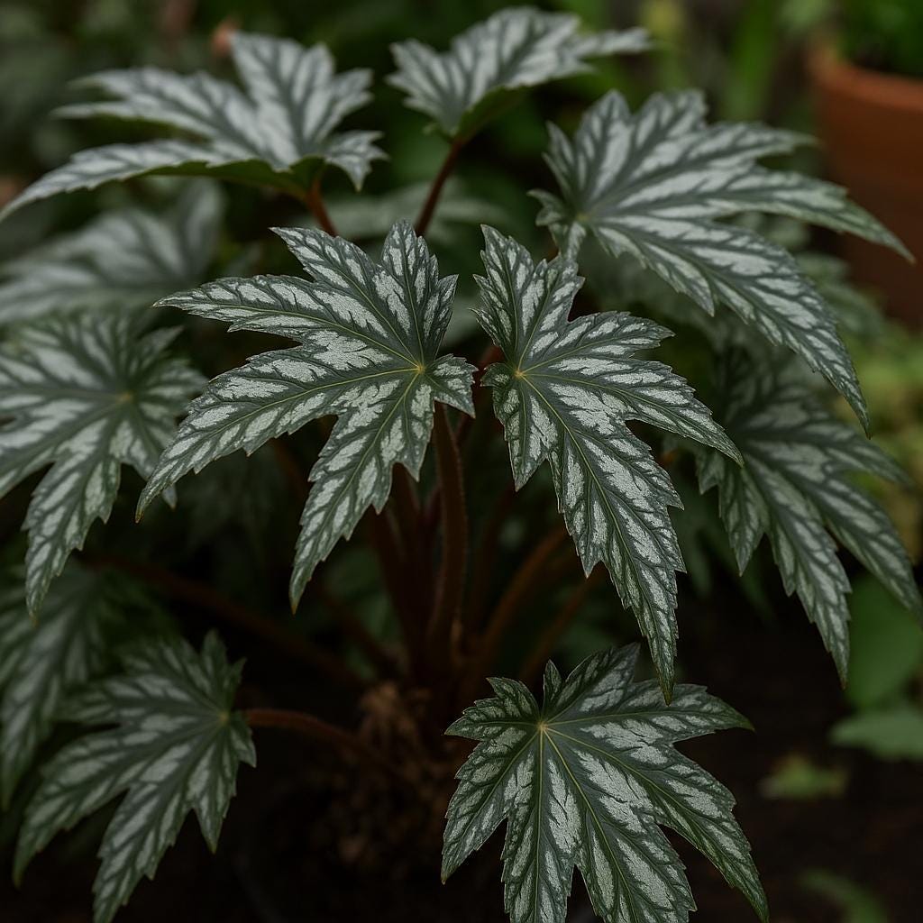 Rare begonias - Etsy 日本