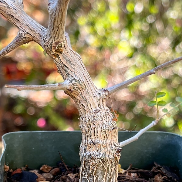 Boswellia neglecta seed-grown pachycaul bonsai