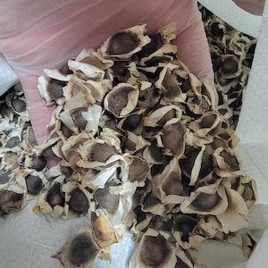 Moringa Oleifera Seeds - Drumstick Seeds - Malunggay Seeds - Miracle Tree - Marango - Hoge kiemkracht - Pkm1-variëteit - GGO-vrij